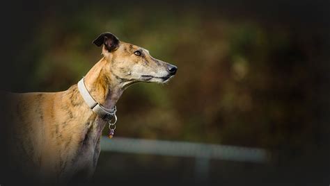 gbgb greyhound results|kingdom greyhound track results tonight.